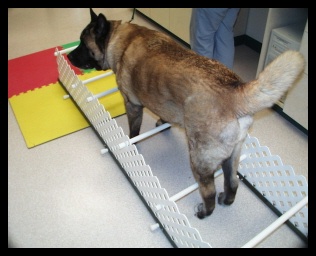 Dog in rehab therapy
